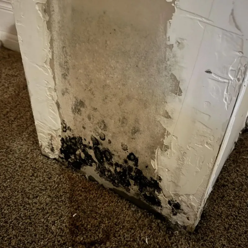 Professional Mold Removal in Warm Springs, VA
